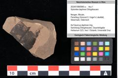Foto (Objekt + Etikett) von Xylomites daphnes Ettingshausen (NHMW-GEO-2024-0188-0060a)